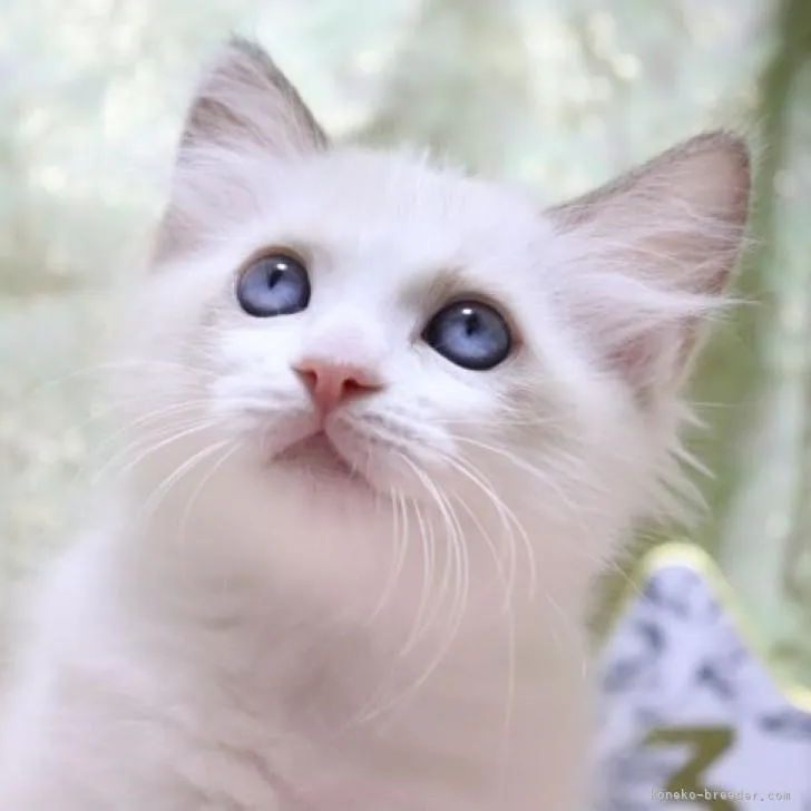 ID:2206-03162の子猫
