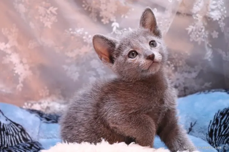 ID：2004-01553の子猫