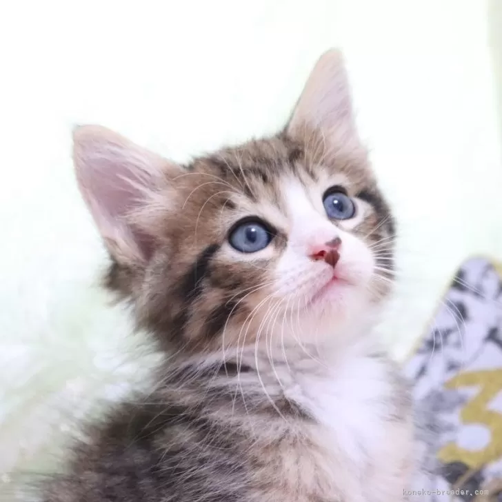 ID:2406-01450の子猫