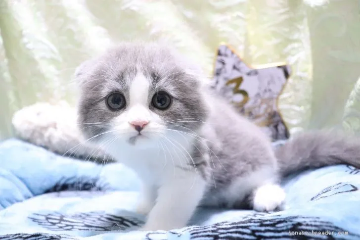 ID:2007-01141の子猫