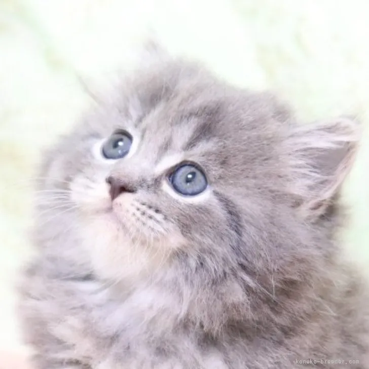 ID:2309-00237の子猫