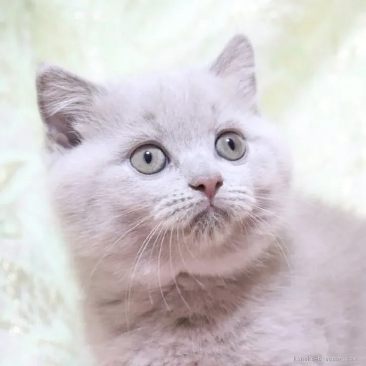 ID:2312-01074の子猫