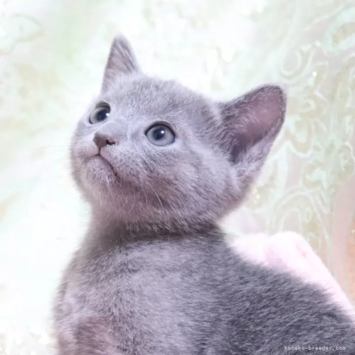 ID:2408-02033の子猫
