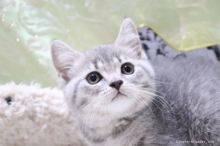 ID:2106-02406の子猫