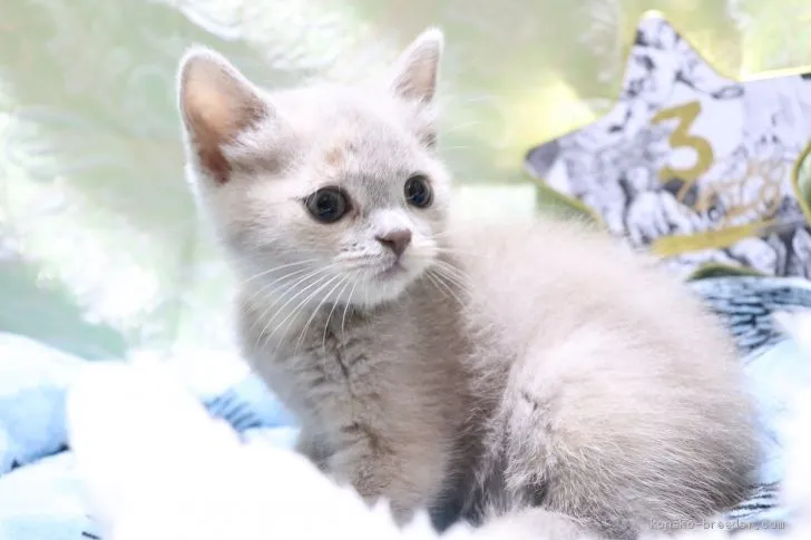 ID：2005-01344の子猫