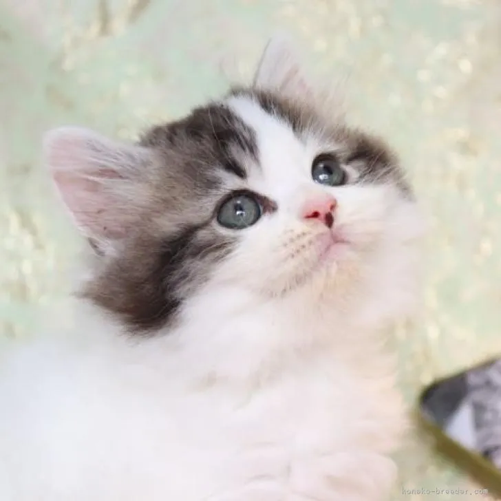 ID：2212-01310の子猫