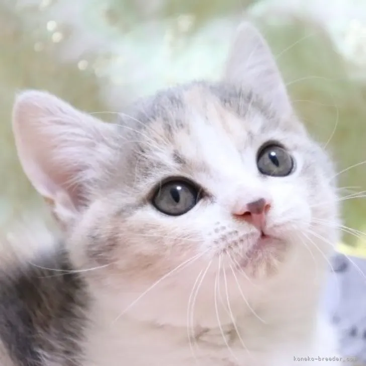 ID：2305-00237の子猫