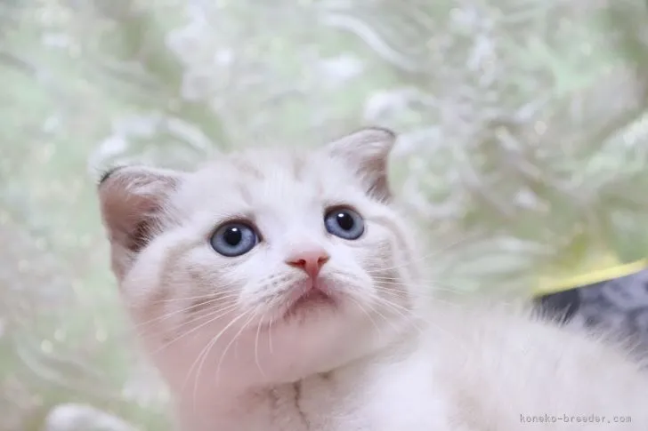 ID:2205-02470の子猫