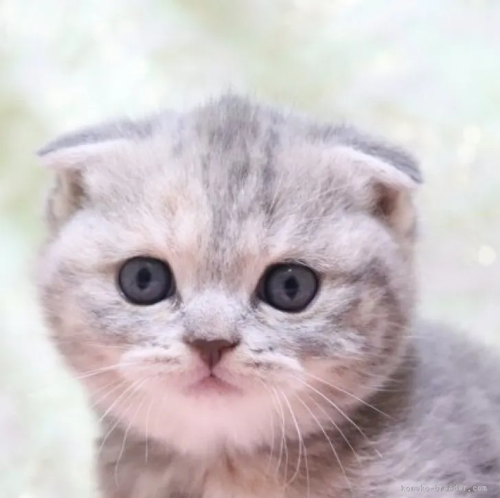 FinFin 様のお迎えした子猫