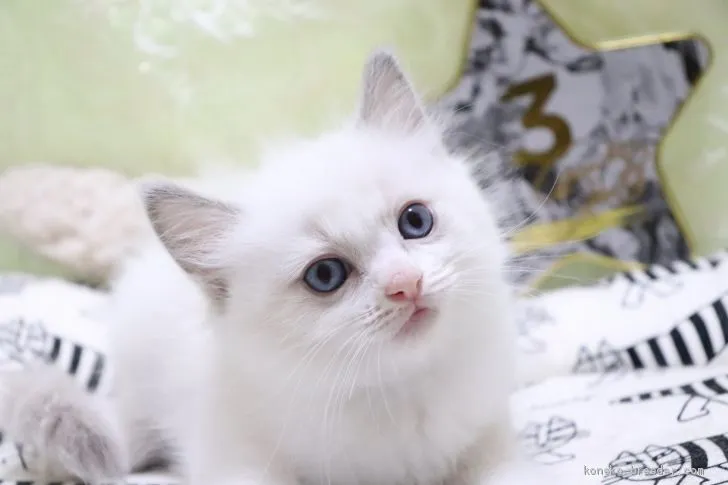 ID：2009-00247の子猫