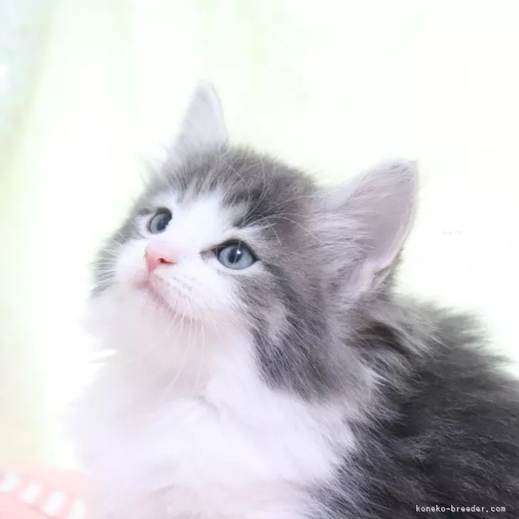 ID:2410-02388の子猫