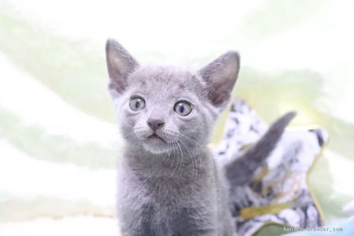 ID:2012-00697の子猫