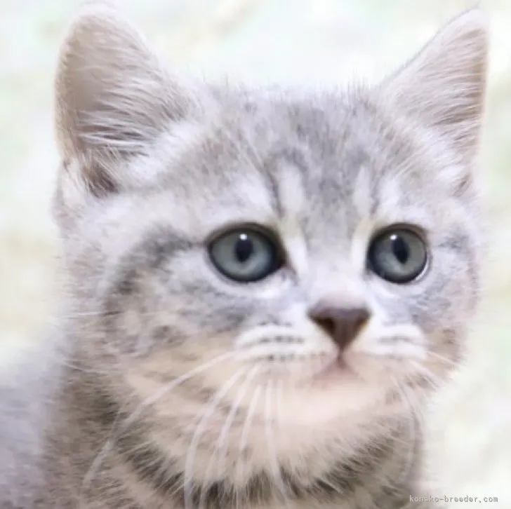 ID：2305-00233の子猫