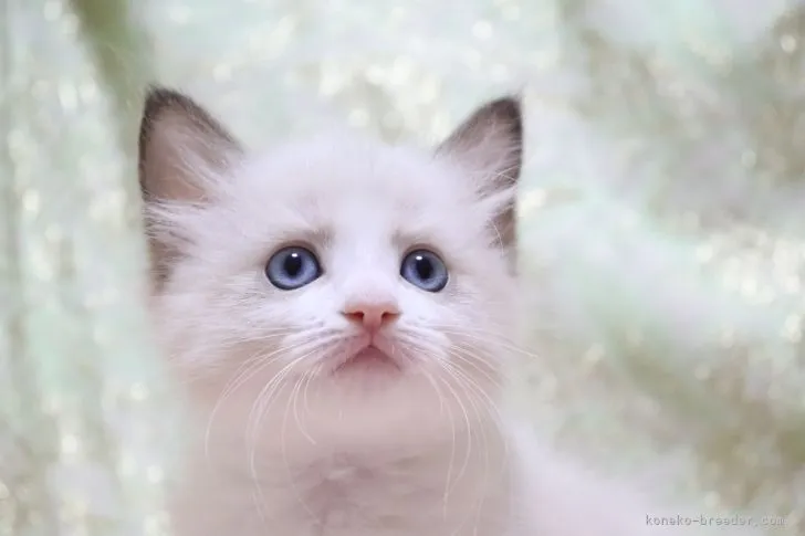 ID:2206-01248の子猫