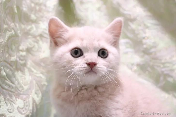 ID：2112-02348の子猫