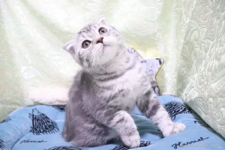 ID:2011-01422の子猫