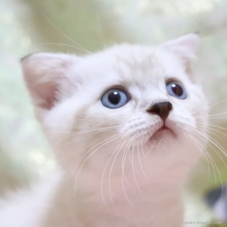 N.H 様のお迎えした子猫