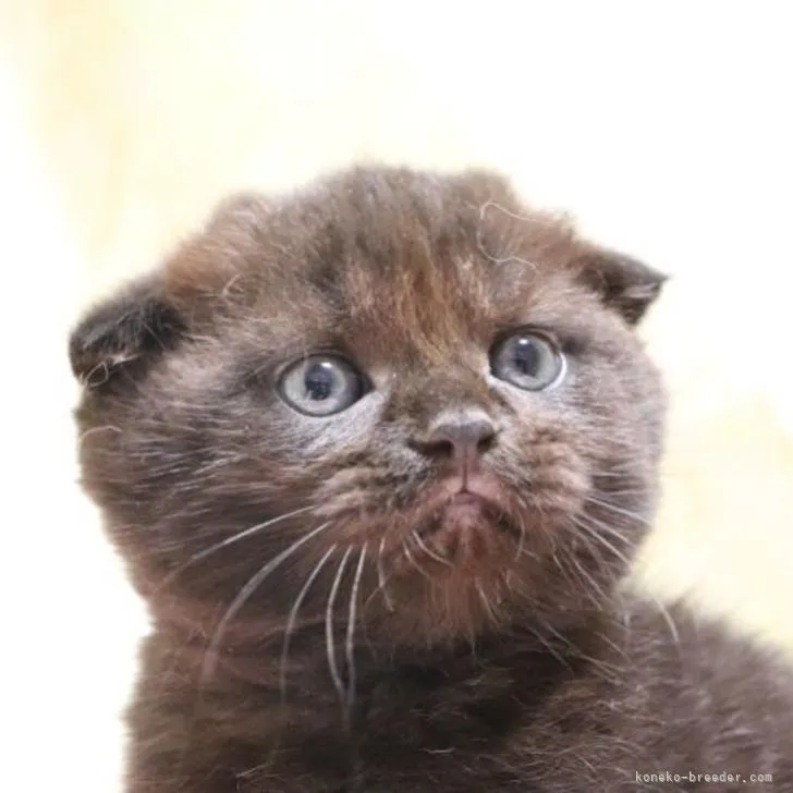 ID：2211-00708の子猫