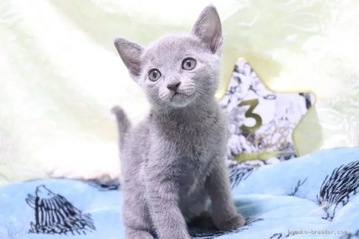 ID：2012-00699の子猫