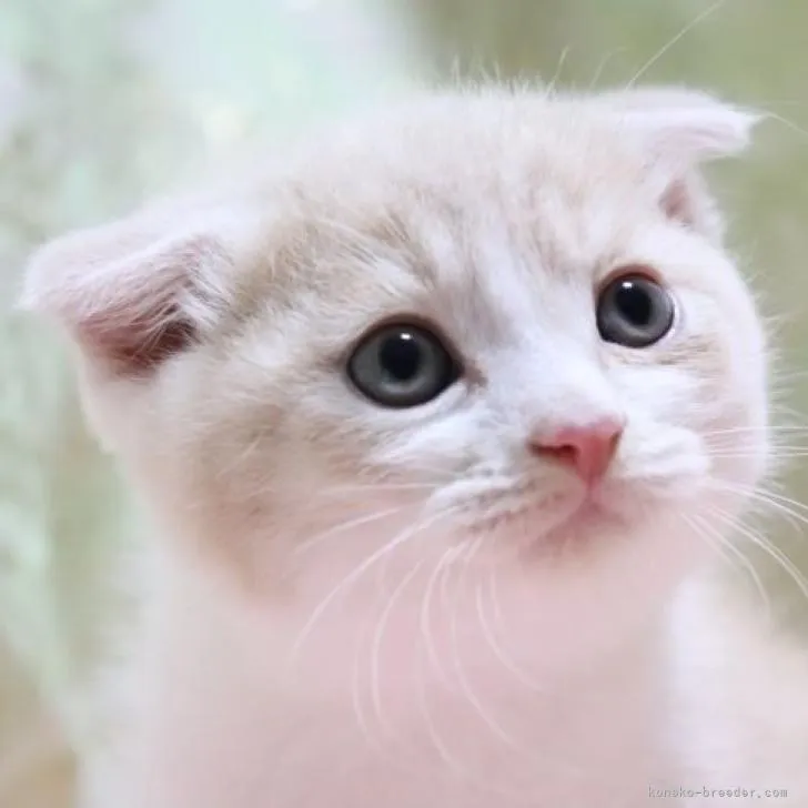 ID：2211-00709の子猫