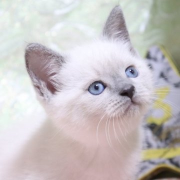 ブリティッシュショートヘア【愛知県・男の子・2024年5月22日・ブルーポイント（ショート）】の写真「まん丸✨綺麗な毛色🌸
希少カラー🩵」
