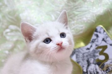 スコティッシュフォールド(立ち耳)【愛知県・女の子・2022年3月18日・ライラックミンクタビー&ホワイト（ショート）】の写真「希少カラー✨✨
可愛い系🌼」