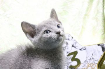 ロシアンブルー【愛知県・男の子・2021年11月20日・ブルー（ショートヘアー）】の写真「綺麗な顔✨
イケメン✨」