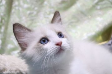ラグドール【愛知県・男の子・2021年9月16日・チョコレートポイントバイカラー（ロングヘアー）】の写真「イケメン✨
甘えん坊さん✨動画更新🌼」