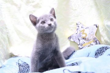 ロシアンブルー【愛知県・男の子・2020年8月30日・ブルー（ショートヘアー）】の写真「ハンサムボーイ✨」