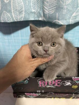 ブリティッシュショートヘア【愛知県・男の子・2019年9月17日・ライラック】の写真「ムチムチボディーで甘えん坊」