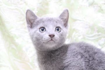 ロシアンブルー【愛知県・男の子・2021年7月14日・ブルー（ショートヘアー）】の写真「綺麗な顔✨
イケメン✨」