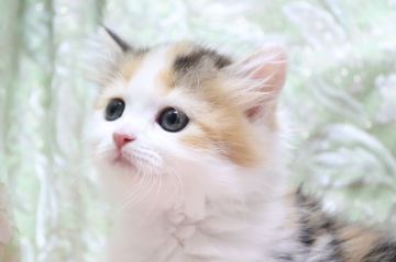 スコティッシュフォールド(立ち耳)【愛知県・女の子・2022年3月4日・ブラウンパッチドタビー&ホワイト（ロング）】の写真「フワモコ✨✨
美人さん🌸」