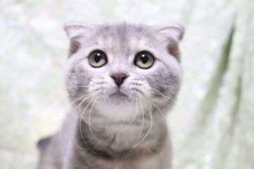 スコティッシュフォールド(折れ耳)【愛知県・女の子・2021年5月26日・ブルーパッチドタビー（ショート）】の写真「可愛く折れた耳✨」