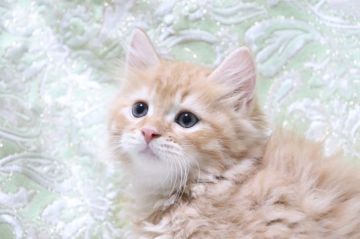 スコティッシュフォールド(立ち耳)【愛知県・男の子・2021年7月15日・レッドタビー（ロング）】の写真「イケメン✨
モフモフ✨」