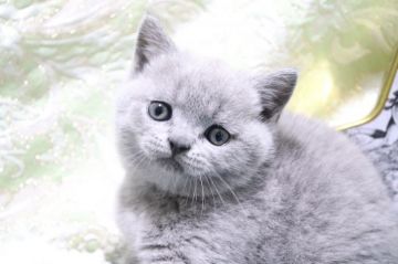 ブリティッシュショートヘア【愛知県・男の子・2021年9月16日・ブルー（ショート）】の写真「キレイな毛色✨
甘えん坊✨」