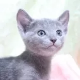 ロシアンブルー【愛知県・男の子・2024年7月3日・ブルー】の写真1