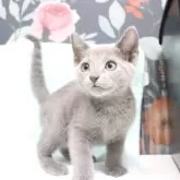 ロシアンブルー【愛知県・男の子・2024年6月5日・ブルー】の写真1