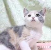 スコティッシュフォールド(立ち耳)【愛知県・女の子・2023年9月20日・ブルーパッチドタビー&ホワイト】の写真1「11/15撮影」