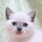 ブリティッシュショートヘア【愛知県・男の子・2022年8月16日・ブルーポイント】の写真1「10/3撮影」