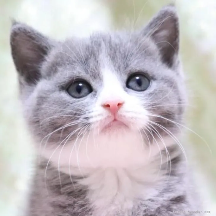 ID：2210-00308の子猫