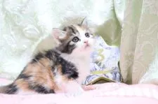 スコティッシュフォールド(立ち耳)【愛知県・女の子・2022年3月4日・ブラウンパッチドタビー&ホワイト】の写真2「4/16撮影」