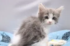 ノルウェージャンフォレストキャット【愛知県・男の子・2020年3月11日・ブルータビー&ホワイト】の写真2「4/25 撮影」