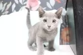 ロシアンブルー【愛知県・男の子・2024年6月5日・ブルー】の写真2