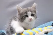 ノルウェージャンフォレストキャット【愛知県・男の子・2020年3月11日・ブルータビー&ホワイト】の写真3「4/25 撮影」