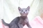 ロシアンブルー【愛知県・男の子・2024年7月3日・ブルー】の写真3