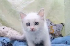 ラグドール【愛知県・男の子・2020年7月22日・ブルーポイントバイカラー】の写真4「9/11撮影」