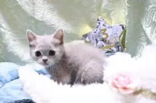 スコティッシュストレート【愛知県・女の子・2020年4月1日・ライラックトーティー】の写真4「5/15 撮影」