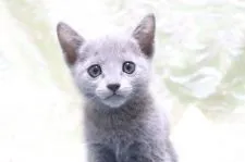 ロシアンブルー【愛知県・男の子・2021年4月17日・ブルー】の写真4「6/5撮影」