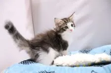 ノルウェージャンフォレストキャット【愛知県・女の子・2020年3月11日・ブラウンタビー&ホワイト】の写真5「5/4撮影」