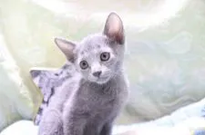 ロシアンブルー【愛知県・男の子・2021年4月17日・ブルー】の写真5「6/9 撮影」